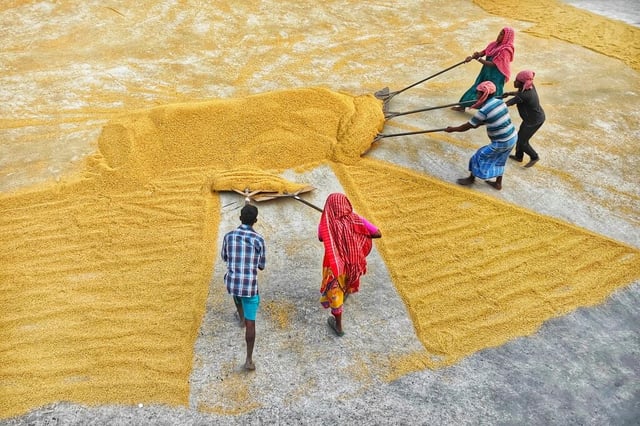Workers-spreading-harvested-rice-for-drying